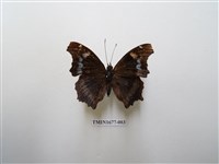 藏品(琉璃蛺蝶)的圖片